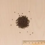 Potagères - Chou Fourrager Protéor (Obtention I.N.R.A.) - Grand Modèle - MEDIA_3D